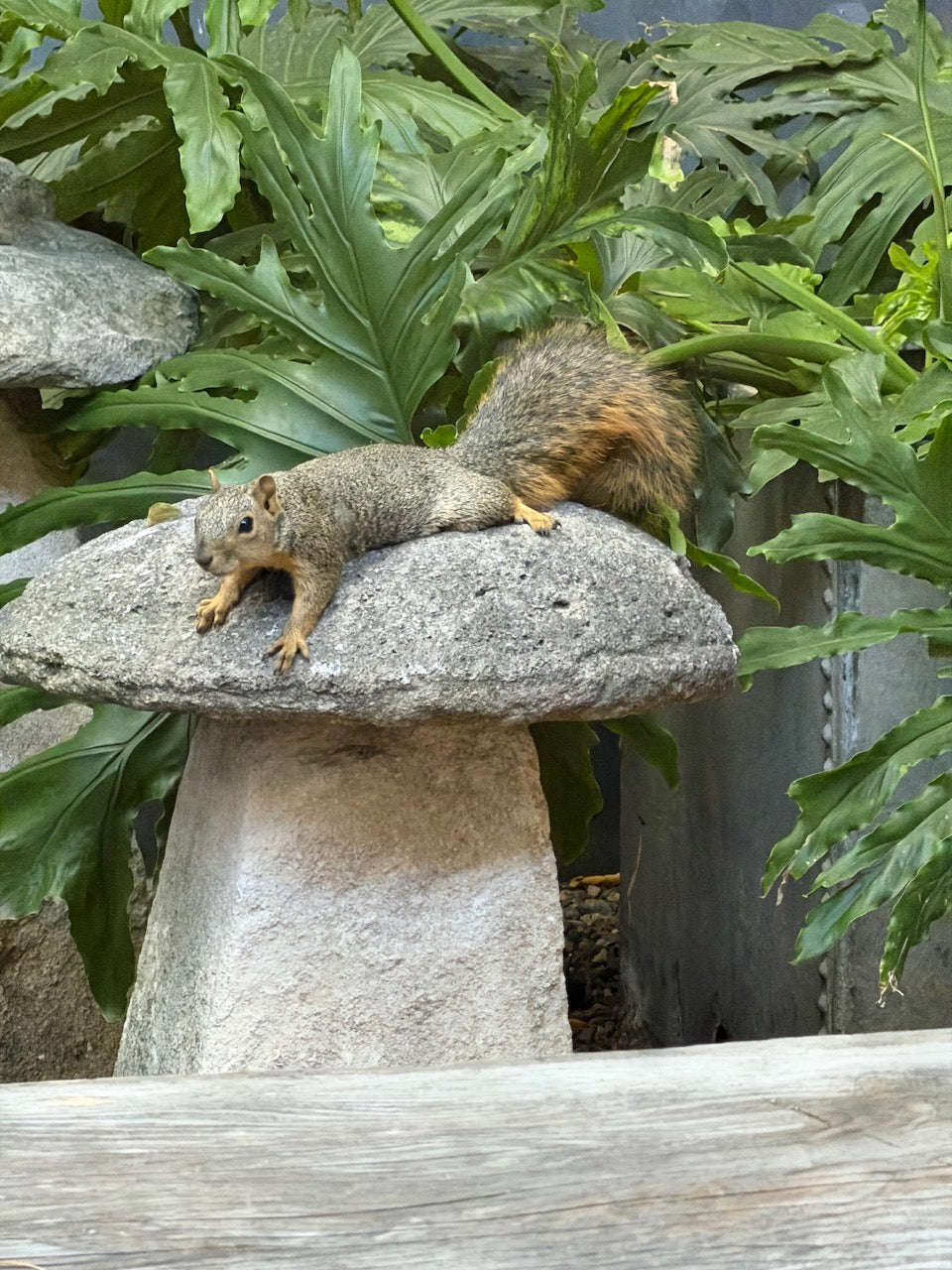 Too Hot to Scurry: A Squirrel's Top Pick